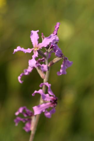 image Flores de Alhelí del campo (Matthiola fruticulosa), en Belmonte de Tajo, Madrid