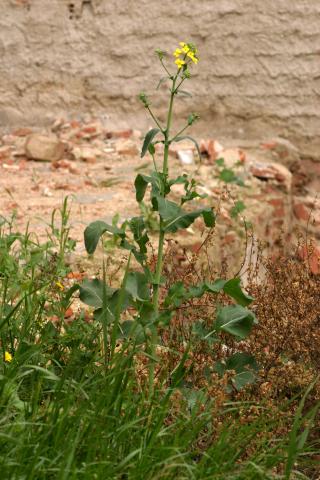 image Nabo, nabiza, nabicol o colza (Brassica napus), en Madrid