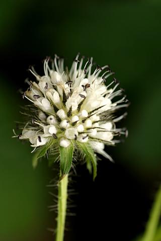 image Flor de Dipsacus pilosus, en Valle de Arán, Lleida