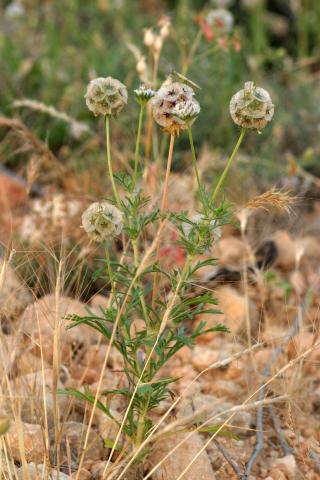 image Scabiosa simplex, en Belmonte de Tajo, Madrid