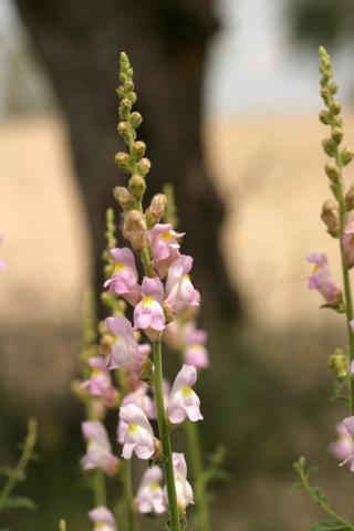 image Flores de Dragonera o Zapatitos de la virgen (Antirrhinum graniticum), en Belmonte de Tajo, Madrid