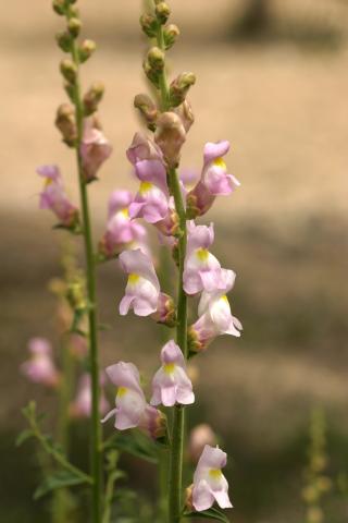 image Flores de Dragonera o Zapatitos de la virgen (Antirrhinum graniticum), en Belmonte de Tajo, Madrid
