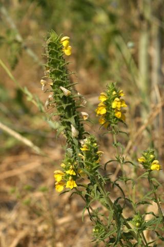 image Rosablanca o Gallocresta (Bellardia trixago), en Belmonte de Tajo, Madrid