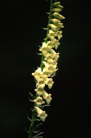image Flores de Digital amarilla o Dedalera de San Jerónimo (Digitalis lutea), en Pirineos