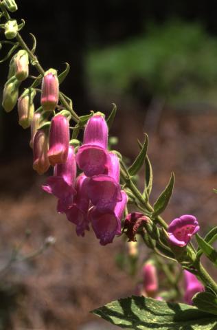 image Flores de Dedalera (Digitalis thapsi), en Valle del Tiétar