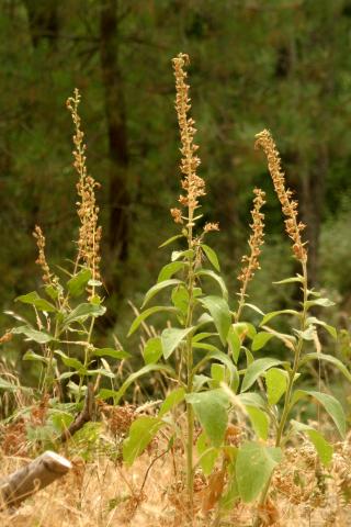 image Dedalera (Digitalis thapsi), en Valle del Tiétar