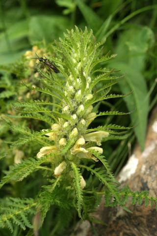 image Flores de Pedicularis foliosa, en Ordesa, Huesca