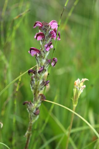 image Flores de Gallarito (Pedicularis sylvatica), en Pirineos