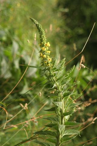 image Croca, Guardalobo o Hierba sabonera (Verbascum chaixiis), en Valle de Hecho, Huesca