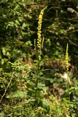 image Guardalobo negro (Verbascum nigrum) en Valle de Arán, Lleida