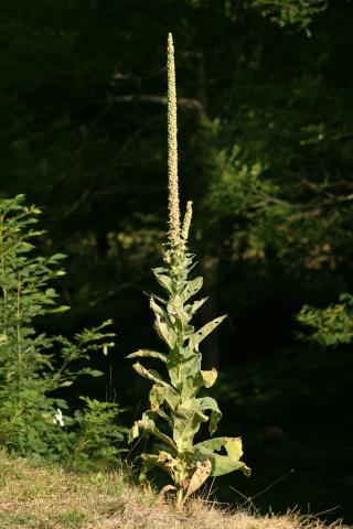 image Verbasco, Candelaria, Gordolobo (Verbascum thapsus), en Pirineos
