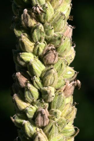image Frutos en formación de Verbasco, Candelaria o Gordolobo (Verbascum thapsus), en Pirineos