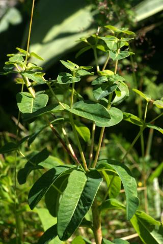 image Euphorbia platyphyllos, en Pirineos