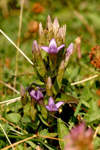 image Genciana de campo (Gentianella campestris), en Benasque, Huesca