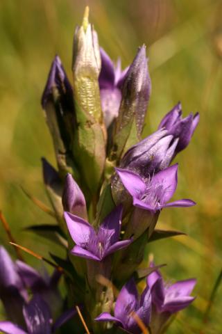 image Flores de Genciana de campo (Gentianella campestris), en Benasque, Huesca