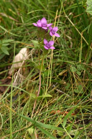 image Gencianilla (Gentianella sp.) en Valle de Arán, Lleida
