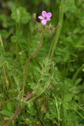 image Agujas de pastor o Pico de cigüeña (Erodium ciconium), en Pirineos