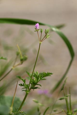 image Agujas de pastor o Pico de cigüeña (Erodium ciconium), en Cercedilla, Madrid