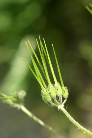 image Frutos de Almizclera (Erodium moschatum), en Sotillo de la Adrada, Ávila