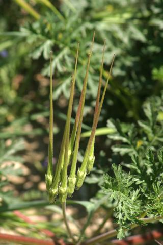 image Frutos de Erodium tordylioides, en Madrid