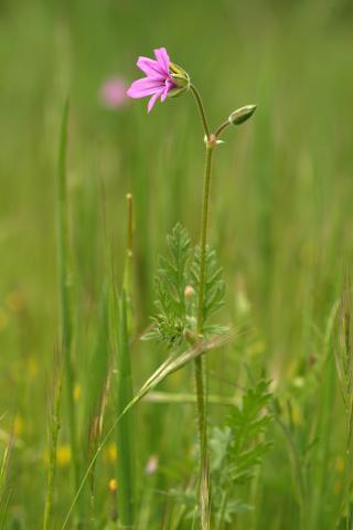 image Geranio (Geranium malvifolium), en Pirineos