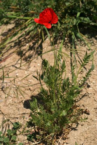 image Amapola común o silvestre (Papaver rhoeas), en Madrid
