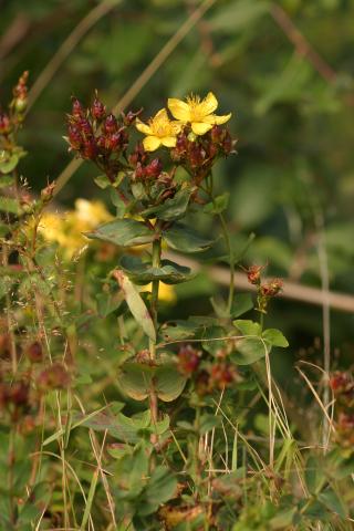 image Hipérico o Corazoncillo (Hypericum richeri), en Pirineos