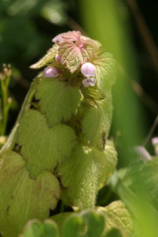 image Ortiga muerta roja, Lamio púrpura o Marruego de primavera (Lamium purpureum), en Valle del Tiétar