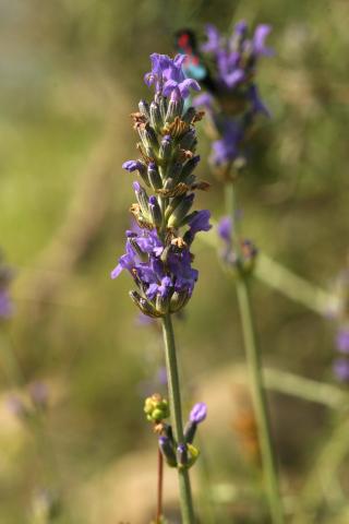 image Flores de Lavanda, Espliego, Espigolina, Lavándula o Alhucema (Lavandula angustifolia), en Valle del Tiétar