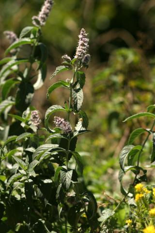 image Menta silvestre o de caballo (Mentha longifolia), en Pirineos