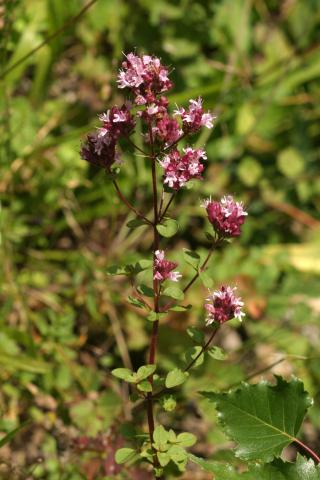 image Orégano común (Origanum vulgare), en Pirineos