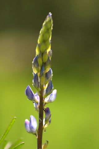 image Flores inmaduras de Altramuz azul (Lupinus angustifolius), en Valle del Tiétar