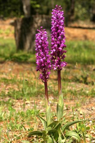 image Dactylorhiza de mayo (Dactylorhiza majalis), en Valle del Tiétar