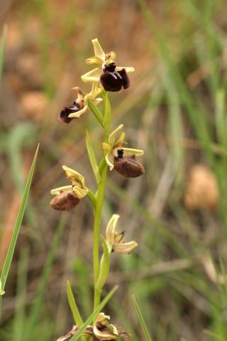 image Orquídea de la araña (Ophrys sphegodes), en Belmonte de Tajo, Madrid