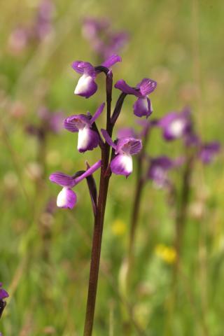 image Flores de Satirión, Testículo de perro o Serapio hembra de hojas estrechas (Orchis morio), en Hoyo de Manzanares, Madrid