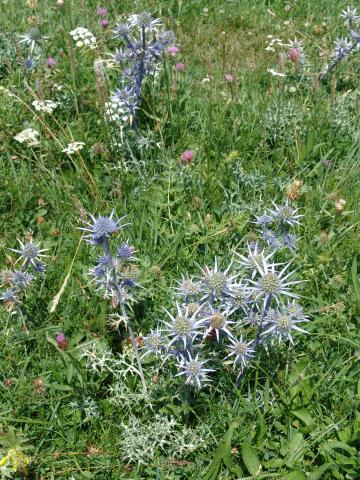 image Cacto alpino, Valle del Tena, Huesca