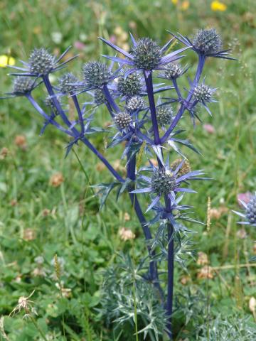 image Cacto malva autóctono en el Valle del Tena, Huesca