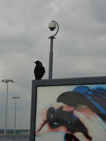 image Pájaro sobre anuncio publicitario en el aeropuerto de Schiphol, Amsterdam, Holanda