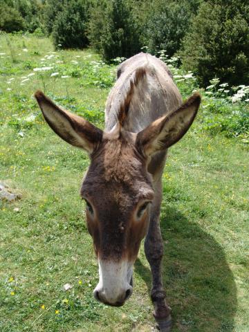 image Burro en el valle de Aguas Limpias, Huesca