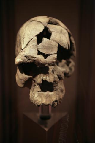 image Homo sapiens idaltu, vista frontal, Etiopía