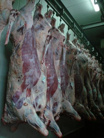 image Canales en un matadero de vacuno