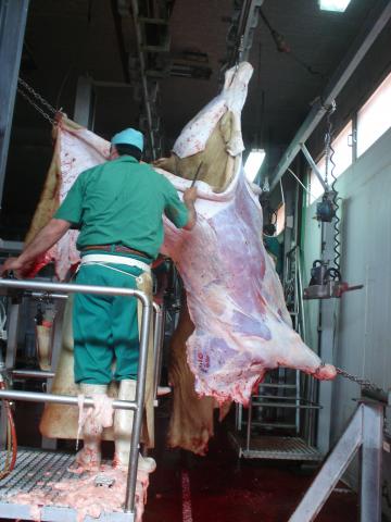 image Quitando las pieles a las piezas de vacuno en el matadero