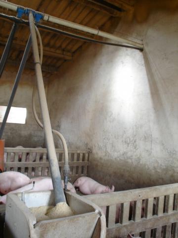 image Distribución de agua y pienso en una explotación de porcino