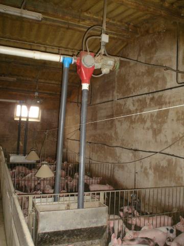 image Distribución del pienso en las lechoneras de una explotación de porcino