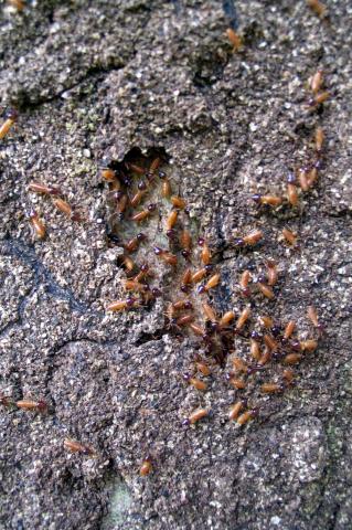 image Termitas en la Reserva de Puyo Pungo, Ecuador