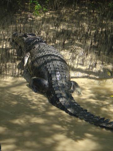 image Cocodrilo en el Parque Nacional de Kakadu, Australia