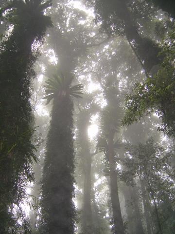 image Árboles del Parque Nacional de Dorrigo, Australia
