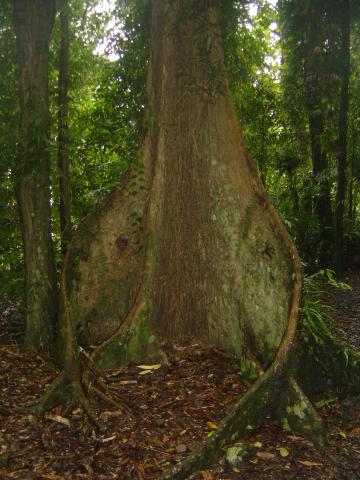 image Tronco de un árbol del Parque Nacional de Dorrigo, Australia