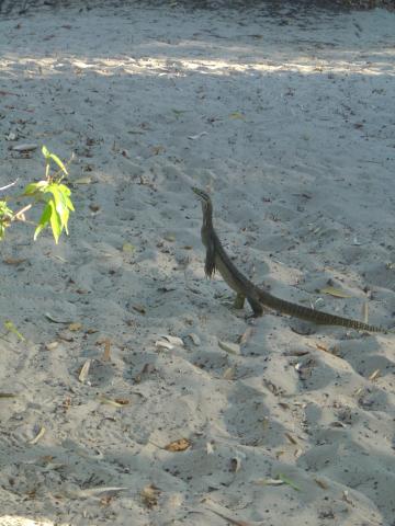 image Reptil en la playa de Great Keppel Island, Australia