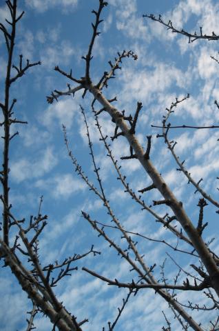 image Ramas de unos árboles de la Sierra de Gredos